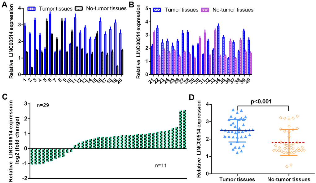 LINC00514 was overexpressed in GC specimens. (A, B) The expression of LINC00514 was detected in 40 pairs of GC specimens and paired control nontumor specimens using qRT-PCR. (C) The expression of LINC00514 was overexpressed compared to paired control nontumor specimens in 29 cases (29/40, 72.5%). (D) LINC00514 expression was upregulated in GC specimens compared with nontumor specimens.