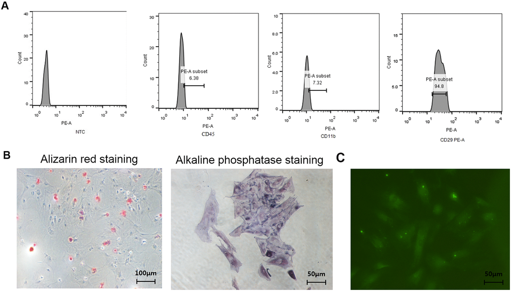 Identification of BMSCs, osteoblasts, and osteocytes from normal female rats. (A) Identification of surface antigens in BMSCs from normal female rats; (B) Alizarin red staining and ALP staining of osteoblasts from normal female rats; (C) E11/gp38 immunofluorescence staining of osteocytes from normal female rats.