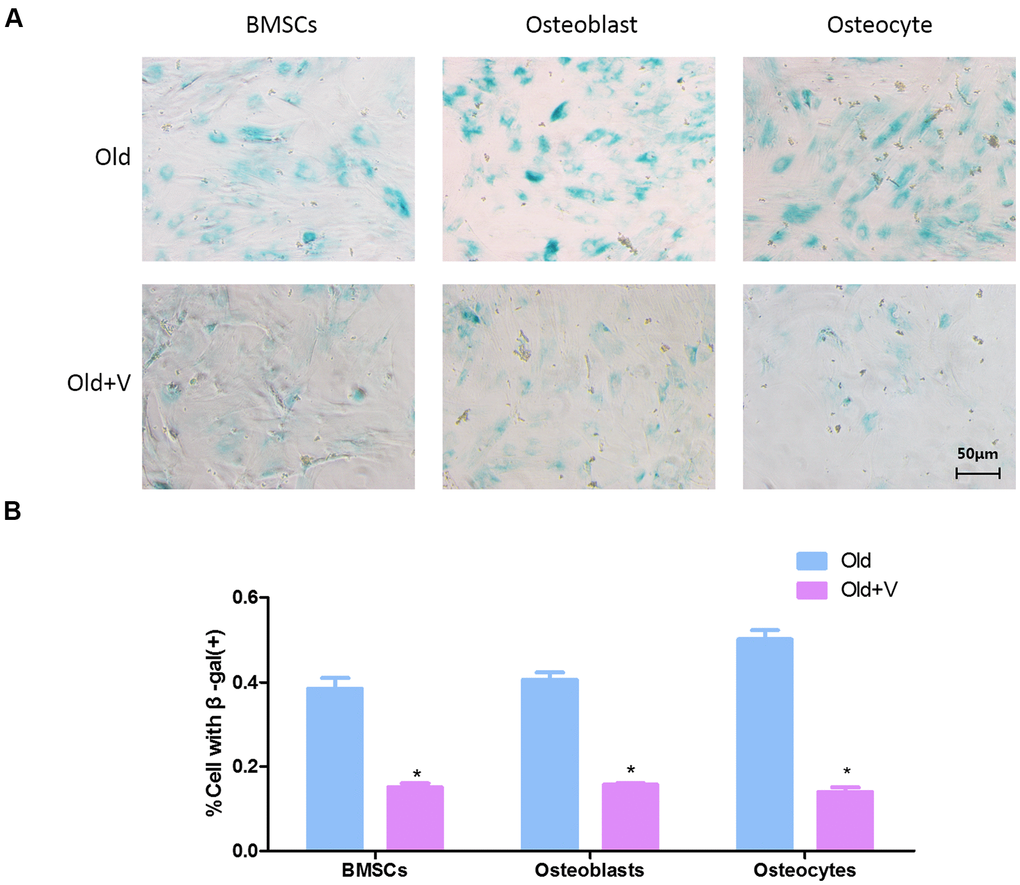 Low magnitude vibration inhibited osteogenic cells senescence. (A) β-Galactosidase staining of osteogenic cells. Osteogenic cells from aged rats were treated with LMV, thenβ-Galactosidase staining was performed to detect senescent cells. (B) Statistical plots of the percentage of positive β-galactosidase staining cells (x¯±s,n=3); *P 