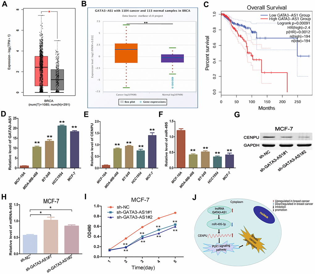 Expression and biological significance of the lncRNA GATA3-AS1 in breast carcinoma. (A) Expression levels of GATA3-AS1 in breast carcinoma as determined with GEPIA. (B) Expression levels of GATA3-AS1 in breast cancer as determined with the starBase database. (C) Prognostic value of GATA3-AS1 in breast cancer as determined with GEPIA. (D–F) Relative expression levels of GATA3-AS1, CENPU, and miR-495-3p in MDA-MB-468, BT-549, HCC1954, MCF-7, and MCF-10A cell lines as determined by qRT-PCR. (G) Western blotting analysis of CENPU protein levels in MCF-7 cells after the cells were transfected with sh-NC, sh-GATA3-AS1#1, sh-GATA3-AS1#2. (H) Quantitative RT-PCR analysis of miR-495-3p levels in MCF-7 cells after the cells were transfected with sh-NC, sh-GATA3-AS1#1, sh-GATA3-AS1#2. (I) Proliferation of MCF-7 cells after the cells were transfected with sh-NC, sh-GATA3-AS1#1, sh-GATA3-AS1#2 by MTT assay. (J) The identified lncRNA-miRNA-mRNA axis that can predict the prognosis of breast cancer patients. **P *P 