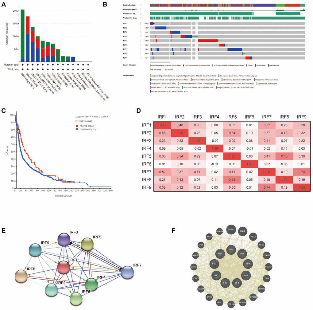 Genetic alterations, co-expression, and interaction analysis of IRF family members in glioma patients. (A) Summary of genetic alterations in IRF family members in glioma. (B) OncoPrint visual summary of alterations in a query of IRF family members (cBioPortal). (C) Kaplan-Meier plot comparing overall survival in cases with/without IRF alterations (cBioPortal). (D) Correlation heat map of differentially expressed IRF family members in glioma (TCGA glioma dataset). (E) Protein-protein interaction network among the nine differentially expressed IRF family members (STRING). (F) Top 20 external genes functionally related to IRF family members and the interaction network (GeneMANIA).