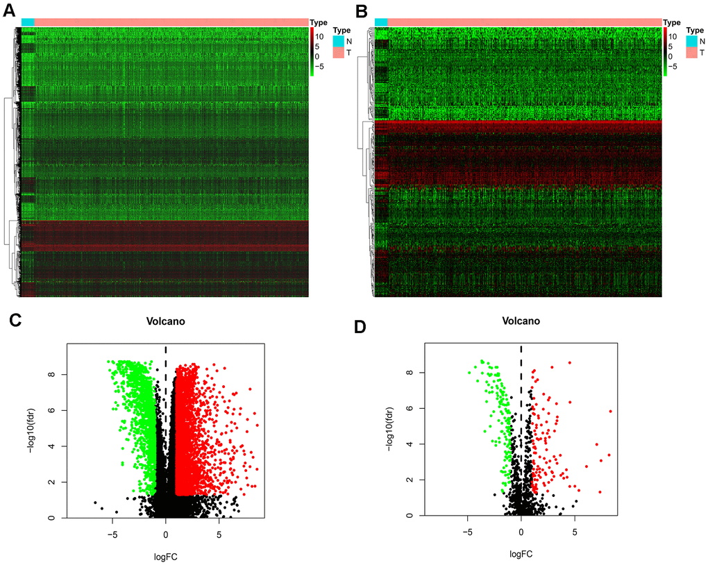 Differentially expressed IRGs. (A) Heatmap demonstrating DEGs between BLCA and normal samples, with red representing high expression and green representing low expression. (B) Heatmap demonstrating differentially expressed IRGs between BLCA and normal samples, with red representing high expression and green representing low expression. (C) Volcano plot of 4893 DEGs, with red representing up-regulated DEGs and green representing down-regulated DEGs. (D) volcano plot of 261 differentially expressed IRGs, with red representing up-regulated IRGs and green representing down-regulated IRGs.