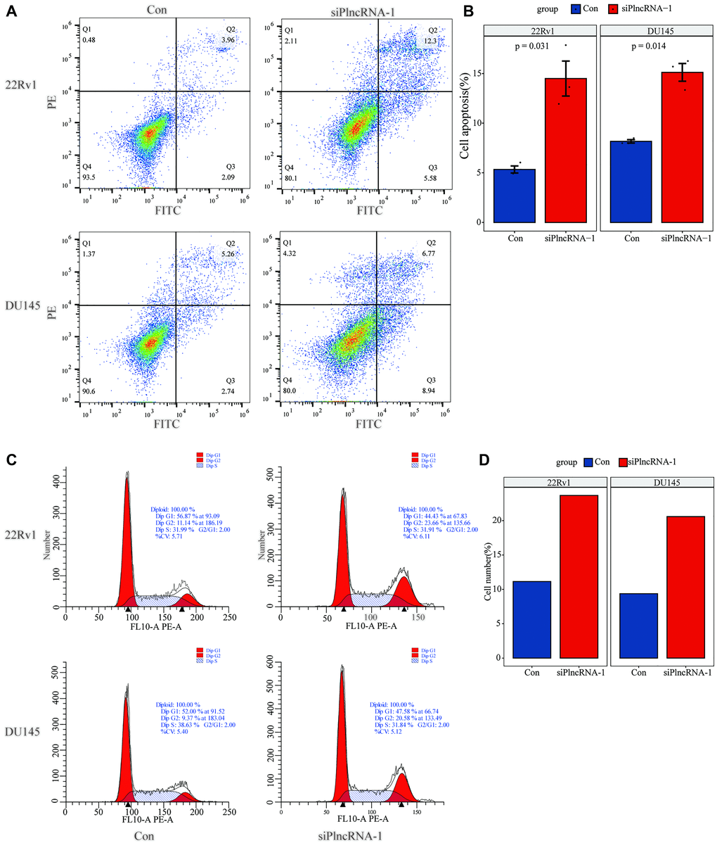 Flow cytometry detects the changes in apoptosis (A–B) and cell cycle (C–D) in 22Rv1 and DU145 PCa cells after interference with PlncRNA-1.