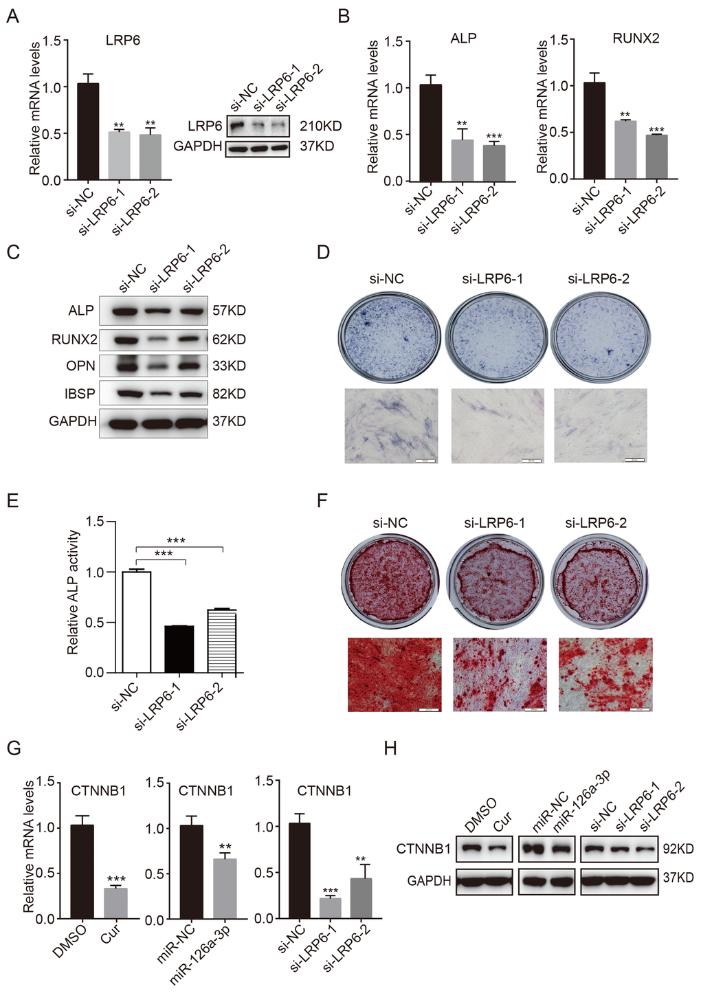 Knockdown of endogenous LRP6 resembles the effect of miR-126a-3p on osteogenesis via inhibition of the WNT pathway. (A) The mRNA and protein levels of LPR6 were detected by qRT-PCR and western blot assays respectively in LPR6 siRNAs or negative control siRNA-transfected cells. (B) The mRNA levels of osteogenic-related genes were detected by qRT-PCR assay on day 6 of osteogenic differentiation. (C) The protein levels of osteogenic-related genes were analyzed using western blot assays on day 6 of osteogenic differentiation. (D, E) ALP staining and ALP activity analyses were used to indicate the early differentiation on day 6 of osteogenic differentiation. (F) Alizarin red staining was performed to indicate calcium salt deposits on day 12. (G, H) qRT-PCR and Western blot assays analyzed the expression levels of CTNNB1. Scale bars: 200 μm. Quantitative data are presented as the mean ± S.D. (n =3). *P