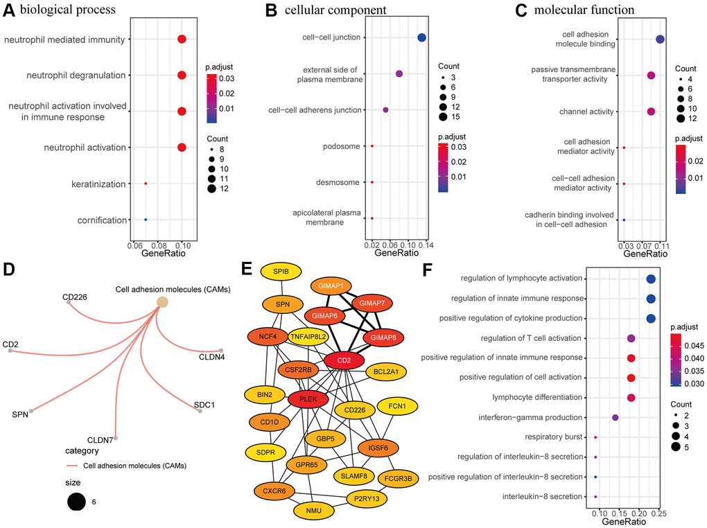 Functional enrichment and protein-protein interaction (PPI) network analysis. (A–C) Gene ontology (GO) enrichment analysis of resistance-related differentially expressed genes (RRDEGs). (A) Biological process. (B) Cellular component. (C) Molecular function. (D) Kyoto Encyclopedia of Genes and Genomes (KEGG) analysis of RRDEGs. (E) Visualization of the top 25 hub genes in the PPI network. A clustering module with a score of 4.5 is marked with white font. (F) GO enrichment analysis of hub genes in the biological process.