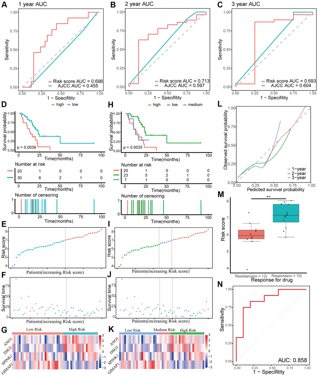 Validation of the prognostic gene signature in the testing group. (A–C) Time-dependent receiver operating characteristic (ROC) curves for 1-, 2-, and 3-year overall survival predictions of the gene signature in the testing group. American Joint Committee on Cancer (AJCC) stage is the control. (D–G) Kaplan-Meier survival curves of the four-gene signature and distribution of patient survival and risk score in different groups when patients in the testing group are divided into two groups. (D) Kaplan-Meier survival curves. (E) Distribution of risk score. (F) Distribution of survival time. Circle shape stands for high-risk group while triangle shape for low-risk group. Red stands for survival and green stands for dead. (G) Heatmap of the expression of the four genes. (H–K) Kaplan-Meier survival curves of the four-gene signature and distribution of patient survival and risk score in different groups when patients in the testing group are divided into three groups. (H) Kaplan-Meier survival curves. (I) Distribution of risk score. (J) Distribution of survival time. (K) Heatmap of the expression of the four genes. (L) Calibration plot for validation of the gene signature in the testing group. (M) Distribution of risk score in different responses to drug in the testing group. (N) The ROC curve for the drug reaction prediction of risk score in the testing group is shown.