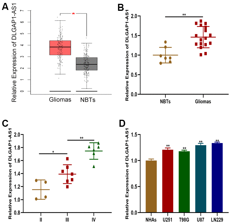 DLGAP1-AS1 expression was upregulated in glioma tissues and cell lines. (A) Expression of DLGAP1-AS1 in a public database. (B) Expression of DLGAP1-AS1 in normal brain tissues (n=7) and glioma tissues (n=17). (C) Expression of DLGAP1-AS1 in different grades of glioma. (D) Expression of DLGAP1-AS1 in normal human astrocytes and glioma cell lines. *p 