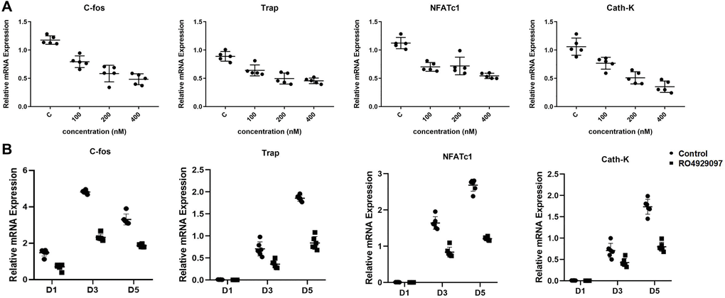 RO4929097 suppressed the relative expression of osteoclastogenesis genes. (A) BMMs were treated with M-CSF (33.3 ng/mL), RANKL (100 ng/mL) in the presence of 0, 100, 200, and 400 nM RO4929097 for five days. The expression of the osteoclast-specific genes, including NFATc1, Cath-K, TRAP, and C-fos were analyzed using quantitative real-time PCR. (B) The BMMs were treated with M-CSF (33.3 ng/mL) and RANKL (100 ng/mL) in the presence 400 nM RO4929097 for 1, 3, and 5 days. Osteoclast-specific gene expression was analyzed using quantitative real-time PCR. RNA expression levels were normalized to the expression of GAPDH. The data were presented as the mean ± SD (*p **p ***p 