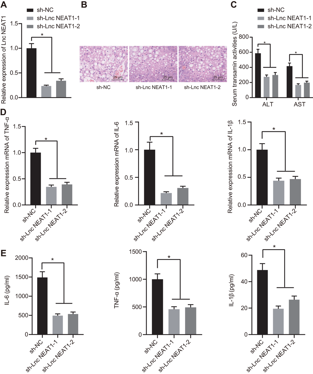 Silencing NEAT1 alleviated the occurrence of ALF. (A) Results of RT-qPCR for determining the knockdown efficiency of sh-NEAT1. (B) H&E staining to study histopathological changes in the liver after silencing NEAT1. (C) Biochemical markers ALT and AST activities in ALF mouse serum. (D) The mRNA expression levels of TNF-α, IL-6, and IL-1β were determined by RT-qPCR and normalized to sh-NC group. (E) ELISA assay to determine the cytokine level in ALF mice. Data were summarized as mean ± S.D. from at least 3 independent biological replicates. One-way ANOVA was applied to compare data among multiple groups. * indicates p 