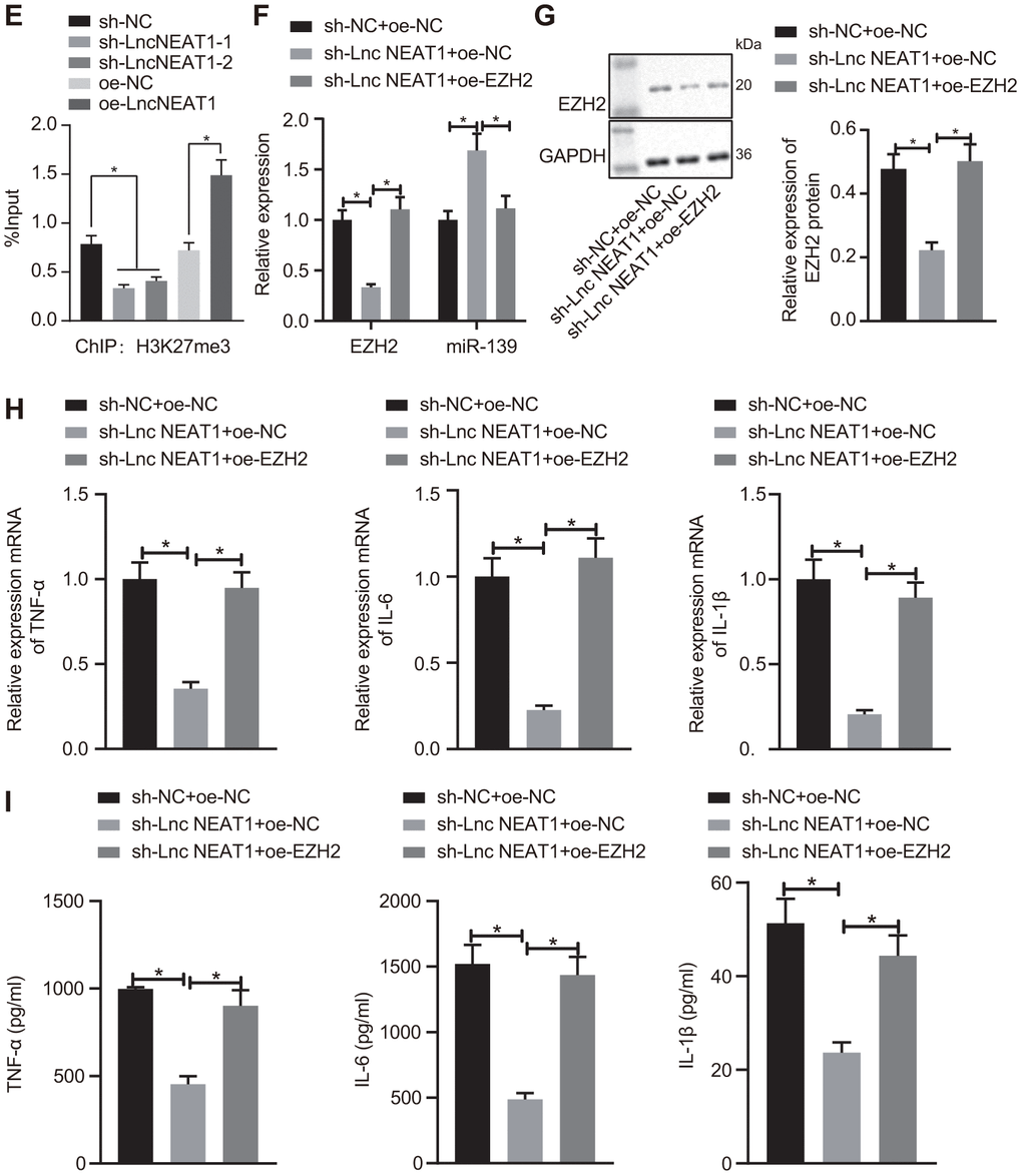 LncRNA NEAT1 suppressed the expression of miR-139 via EZH2 and induced cytokine production. (E) ChIP analysis to determine the enrichment level of H3K27me3 on the promoter region of miR-139 upon knockdown and overexpression of lncRNA NEAT. (F) RT-qPCR to determine the expression levels of miR-139 and EZH2 in LPS-treated PBMCs in the presence of sh-NEAT1 with or without oe-EZH2. (G) Western blot analysis to determine the protein levels of EZH2. (H) mRNA levels of pro-inflammatory cytokines as detected by RT-qPCR. (I) ELISA analysis of cytokines levels. Data were summarized as mean ± S.D. from at least 3 independent biological replicates. (A, B) Data were compared using unpaired student’s t-test. (C–I) One-way ANOVA with Tukey’s post hoc test was applied to compare data among multiple groups. * indicates p 