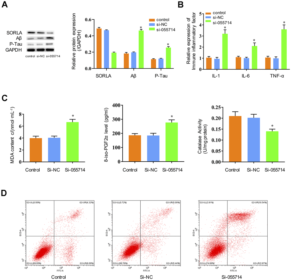 Influence of NONMMUT055714 expression on inflammatory markers, oxidative stress, tau protein phosphorylation, and neuronal apoptosis in primary hippocampal neurons. (A) Differential expression of SORLA, Aβ and P-Tau by Western Blot. (B) Expression of IL-1, IL-6, and TNF-α. (C) Quantitative analyses of MDA, 8-iso-PGF2α, and CAT levels in neurons. (D) Percentage of hippocampal neuron apoptosis by flow cytometry. N = 3 from three independent experiments. Data represented as mean ± SD; * indicates p 