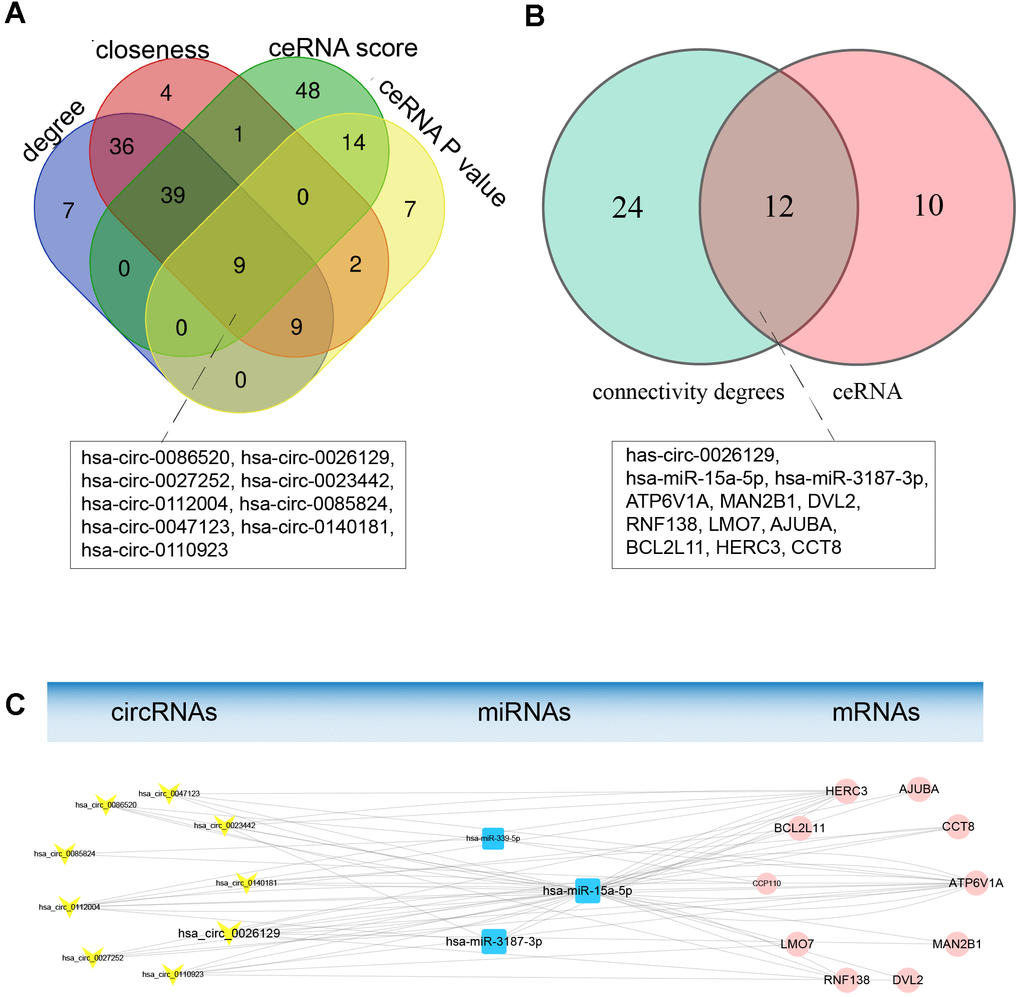 Topological analysis and construction of the hub ceRNA sub-network. (A) Topological characteristics of the ceRNA netwok. Nine hub circRNAs overlapped among the lists of genes with ceRNA scores > 0.7, genes with ceRNA P-values B) Venn diagram of overlapping genes between the hub ceRNA network of nine circRNAs and the genes with higher degrees of connectivity. (C) The hub ceRNA sub-network containing the nine hub circRNAs. Yellow V-shaped nodes represent DECs, red rectangular nodes represent DEMis, and blue circular nodes represent DEMs. The larger nodes represent the overlapping hub genes.