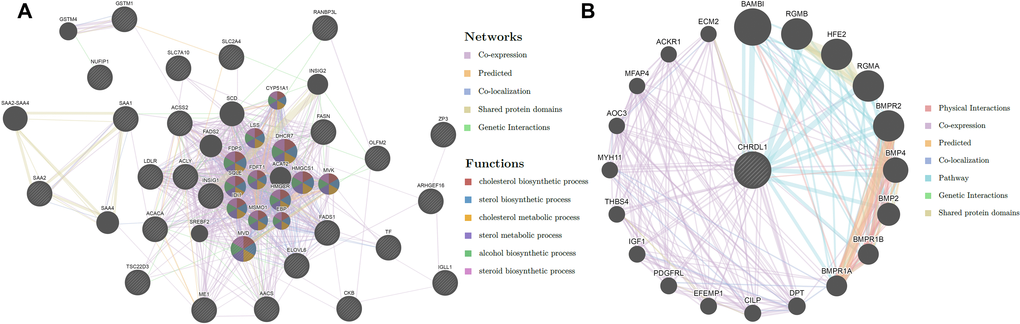 The potential function of CHRDL1 is predicted by the PPI network. (A) The PPI network of DEGs. (B) The proteins associated with CHRDL1 by physical interaction, co-expression, predicted, co-localization, pathway, genetic interactions, and shared protein domains methods.