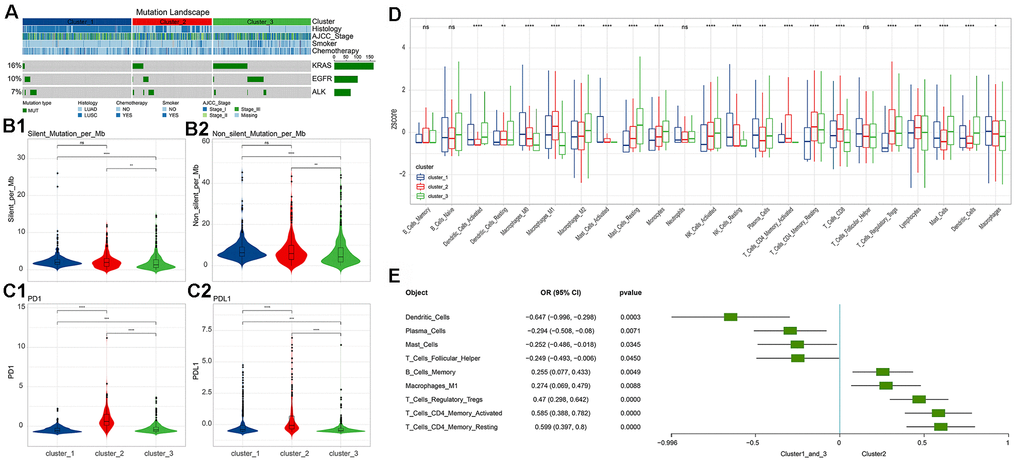 Differences in molecular indicators among immune subgroups and subtype-related immune cell infiltration. (A) Mutation landscape in all clusters. KRAS and EGFR mutations occurred significantly in cluster 3 (chi square test, pB) Tumor mutation burden (Silent and Non-silent) in different clusters. Cluster 3 had the lowest tumor mutation burden. (C) Expression levels of PD-1/PD-L1 in different clusters. Cluster 2 had the highest levels of PD-1 and PD-L1 expression. The numerical statistical test was based on the Wilcoxon rank sum test (*, PD) Differences in immune cell infiltration subtypes. Statistical significance was calculated using the Kruskal-Wallis test (*, PE) Immune cell infiltration significantly associated with cluster 2 (based on logistics regression identification, p