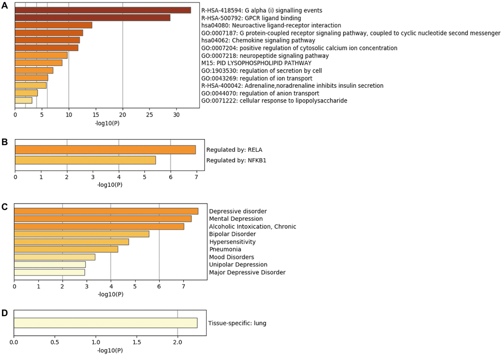 Bioinformatics analysis of hub genes. (A) Biological functions of hub genes analyzed through Metascape database. (B) Enrichment of transcriptional regulators of hub genes using the TRRUST database. (C) DisGeNET database enrichment analysis of diseases involving hub genes. (D) Tissue characteristics of hub genes as analyzed using PaGenBase database.