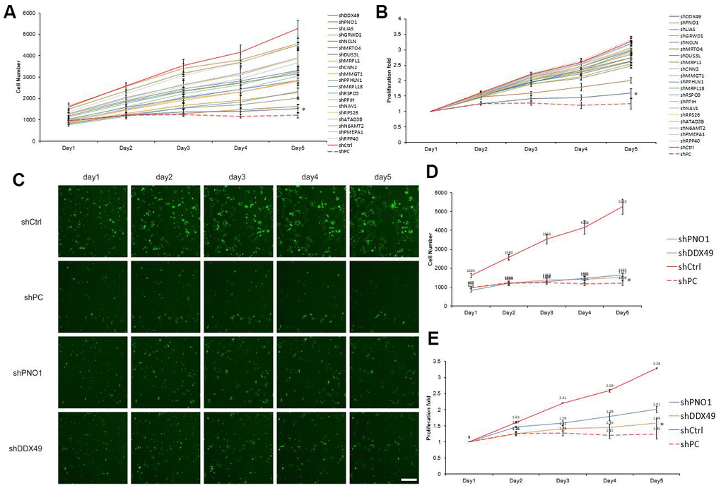 Screening of 20 differentially expressed genes for anti-HCC effects in vitro. (A, B) The 20 genes most down-regulated by morphine treatment were knocked down using lentivirus-delivered shRNA, and effects on QGY-7703 cell proliferation were examined. A) Shows the cells number after the 20 genes were knock down. B) Shows the cells proliferation fold changed after the 20 genes were knock down. (C–E) Cells were treated with a plasmid encoding a negative-control shRNA (shCtrl) or plasmids encoding shRNAs targeting PNO1 (shPNO1) or DDX49 (shDDX49). shPC as the protooncogene X specific-targeting shRNA. Then the cells were analyzed for five days by fluorescence microscopy, and the data were used to measure proliferation. Scale bar, 50 μm. *P 