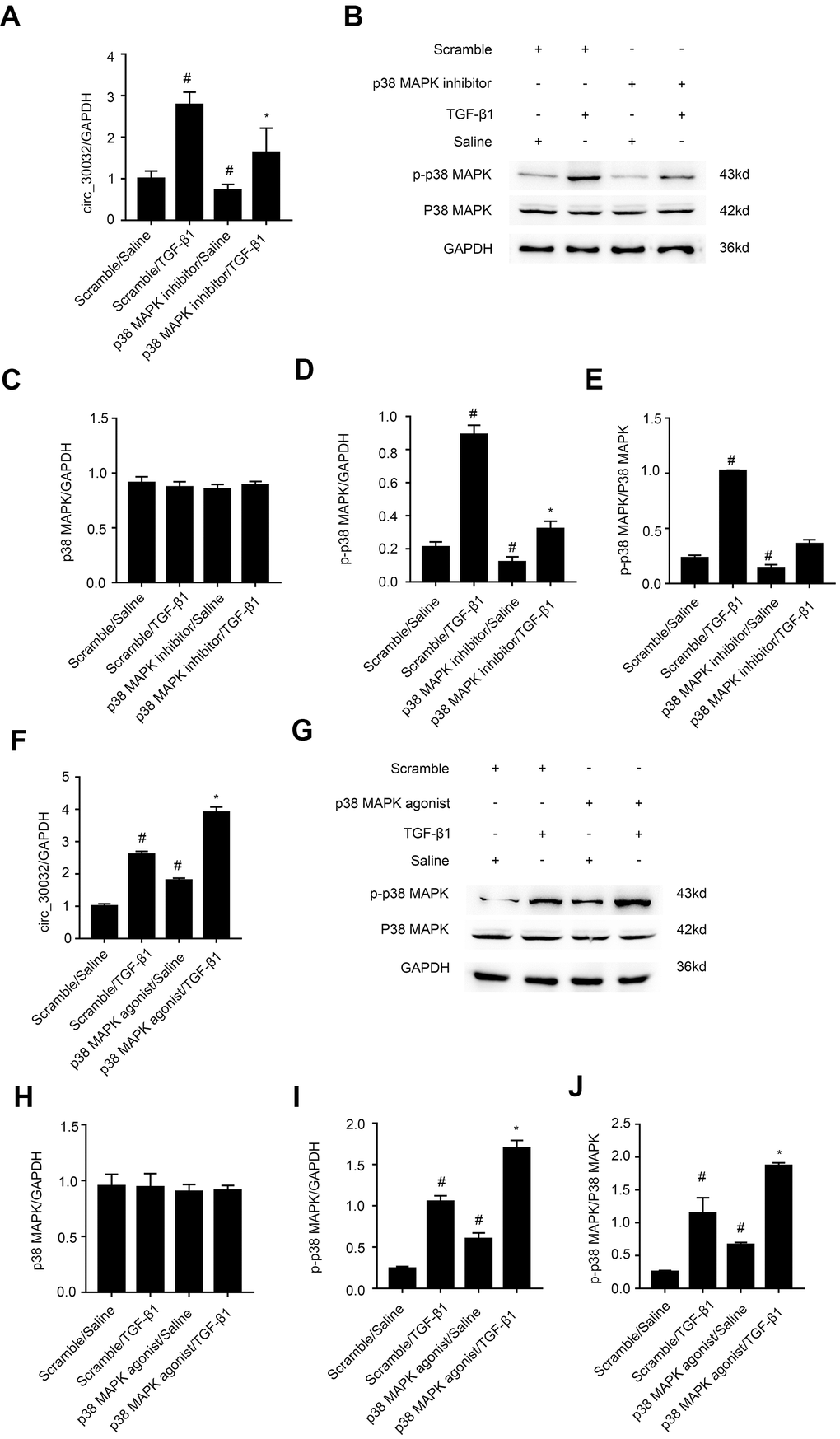 TGF-β1 induces CircRNA