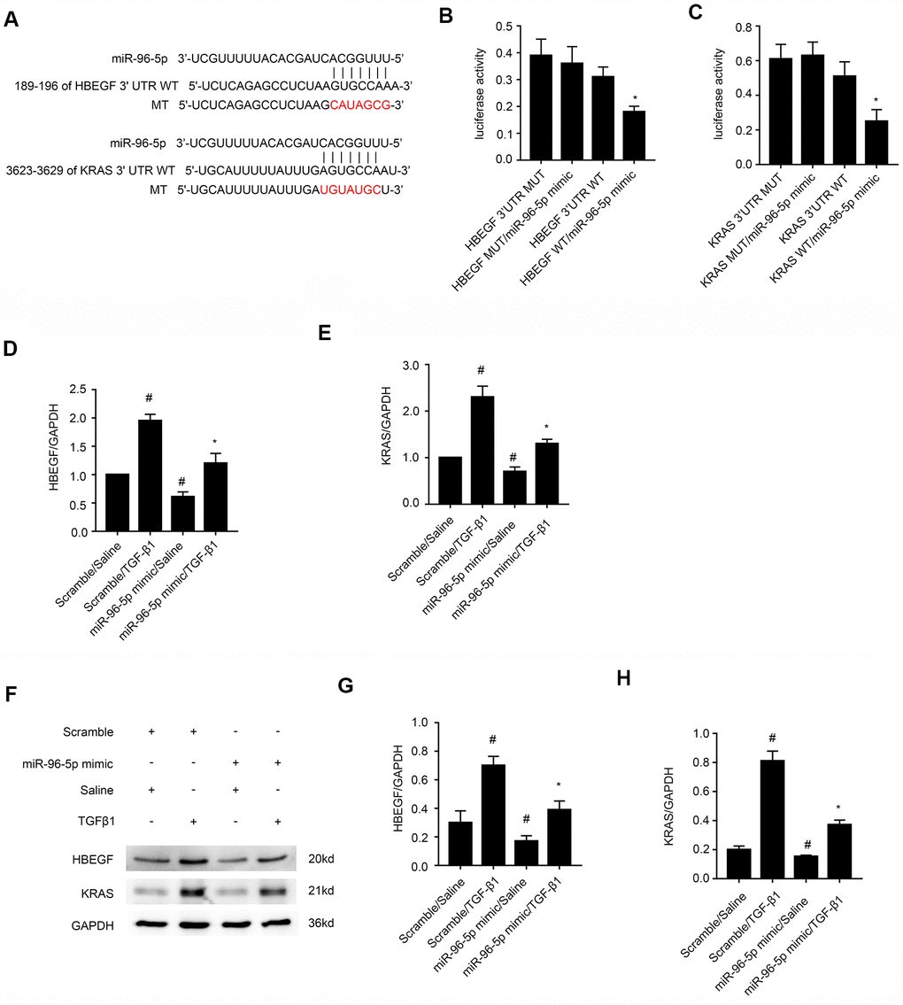 MiRNA-96-5p directly binds to the 3’UTR of HBEGF and KRAS mRNAs in BUMPT cells. (A) TargetScan database analysis shows putative miR-96-5p binding sites in the 3’UTR of HBEGF and KRAS mRNAs. (B, C) Dual luciferase reporter assay results show relative luciferase activities in BUMPT cells co-transfected with luciferase reporter vectors carrying wild-type (WT) or mutant (MUT) 3’ UTR’s of (B) HBEGF and (C) KRAS (C) plus miR-96-5p or miR-NC. (D, E) RT-qPCR analysis shows (D) HBEGF and (E) KRAS mRNA levels in BUMPT cells transfected with 100 nM miR-96-5p mimics or miR-NC, and then treated with TGF-β1 for 24h. (F) Representative western blot images and (G, H) densitometric measurements show the levels of (G) HBEGF and (H) KRAS proteins in BUMPT cells transfected with 100 nM miR-96-5p mimics or miR-NC, and then treated with TGF-β1 for 24h. Note: The data are expressed as means ± SD (n = 6). # denotes p  when comparing miR-NC plus TGF-β1or miR-96-5p mimic with saline groups vs. miR-NC plus saline group; * denotes p  when comparing miR-96-5p mimics plus TGF-β1group vs. miR-NC plus TGF-β1 group and KRAS-WT or HBEGF-WT plus miR-96-5p mimic vs. other groups.