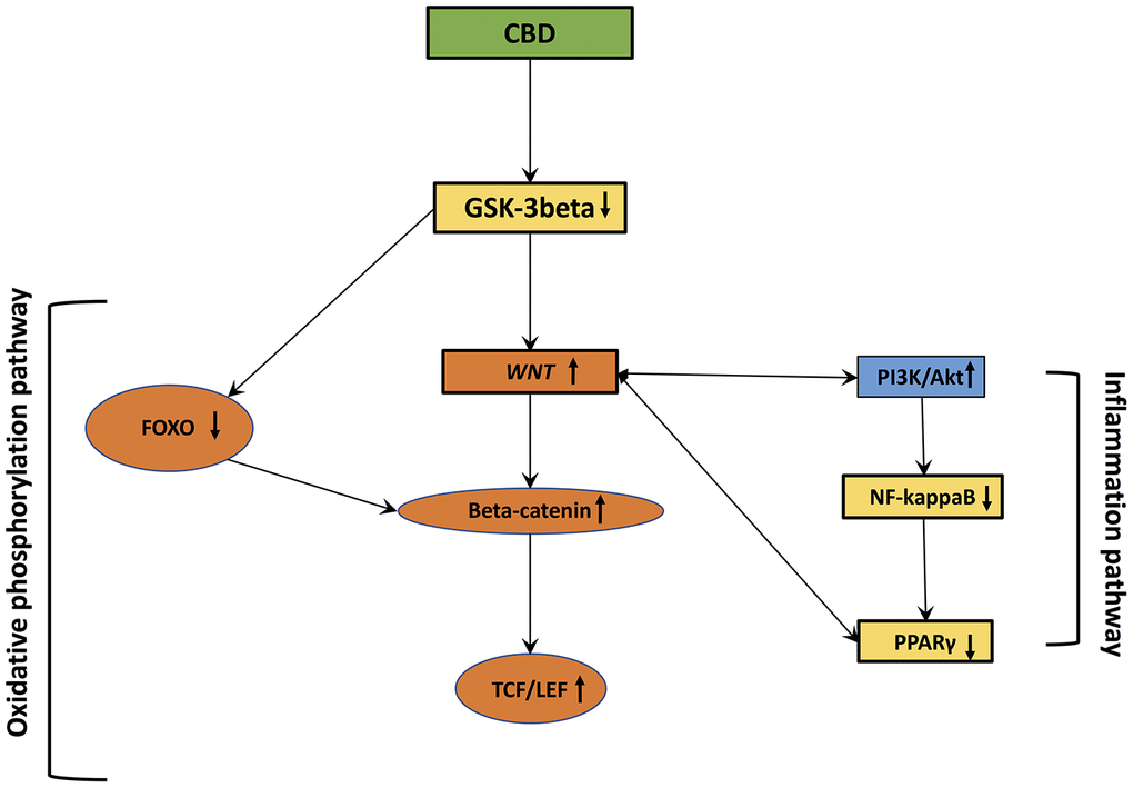 Cannabidiol interactions with oxidative stress and inflammation.