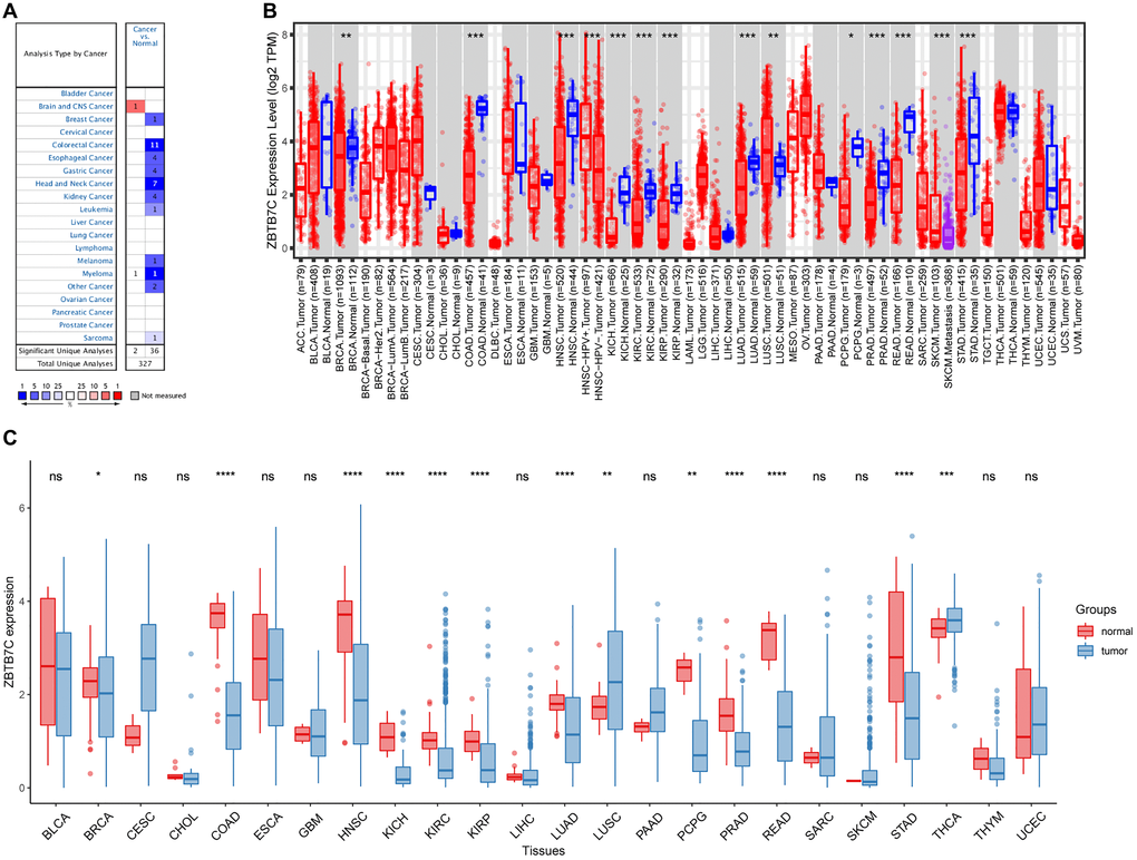 The expression level of ZBTB7C in human cancers. (A) Oncomine database. (B) TIMER database. (C) TCGA database (*P **P ***P 