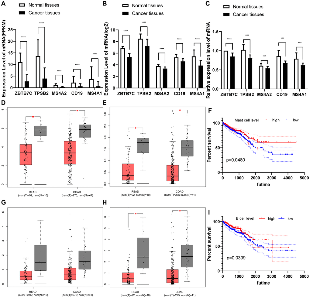 (A–C) The differential expression of ZBTB7C and immune markers in colorectal cancer and adjacent tissues. (A) From the TCGA. (B) From the GEO. (C) Seventeen pairs of colorectal cancer tissues and adjacent tissues from the First Affiliated Hospital of Chongqing Medical University. (D–H) Expression of (D) TPSB2, (E) MS4A2, (G) CD19 and (H) MS4A1 in cancer and adjacent tissues. (F, I) Survival curve of immune cells in colorectal cancer.