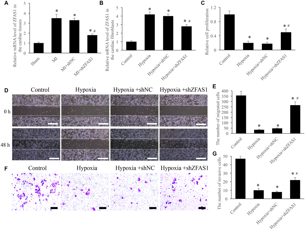 Knockdown of ZFAS1 significantly promoted the cell viability. (A) The expression of ZFAS1 was measured in the MI model. (B) The expression of ZFAS1 was measured in the hypoxia cell model. (C) Knockdown of ZFAS1 markedly promoted the ability of cell proliferation. (D) Cell migration was measured using wound healing method (Scale bar = 500 μm). (E) Knockdown of ZFAS1 markedly promoted cell migration compared with group hypoxia. (F) Cell invasion was measured using Transwell method (Scale bar = 200 μm). (G) Knockdown of ZFAS1 markedly promoted t cell invasion compared with group hypoxia. *P #P 