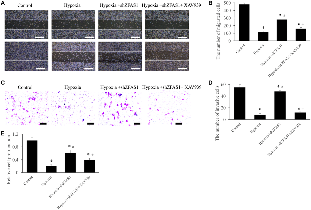 Inhibition of Wnt/β-catenin pathway remarkably reversed the influence of shZFAS1 on CFs viability. (A) Cell migration was measured using wound healing method (Scale bar = 500 μm). (B) XAV939 markedly suppressed the ability of cell migration compared with group hypoxia+shZFAS1. (C) Cell invasion was measured using Transwell method (Scale bar = 200 μm). (D) XAV939 markedly suppressed the ability of cell invasion compared with group hypoxia+shZFAS1. (E) XAV939 markedly suppressed the ability of cell proliferation compared with group hypoxia+shZFAS1. *P #P +P 