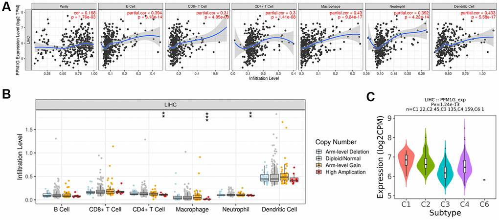 Correlations of PPM1G expression with the immune infiltration level and immune subtypes in LIHC. (A) PPM1G expression was significantly correlated with tumor purity and the levels of infiltrating B cells, CD8+ T cells, CD4+ T cells, macrophages, neutrophils, and dendritic cells in LIHC (TIMER). (B) Influence of PPM1G CNV on the levels of infiltrating immune cells in LIHC (TIMER). (C) Distribution of PPM1G expression across immune subtypes in LIHC (TISIDB). The different color plots represent the six immune subtypes (C1: wound healing; C2: IFN-gamma dominant; C3: inflammatory; C4: lymphocyte-depleted; C5: immunologically quiet; and C6: TGF-b dominant).