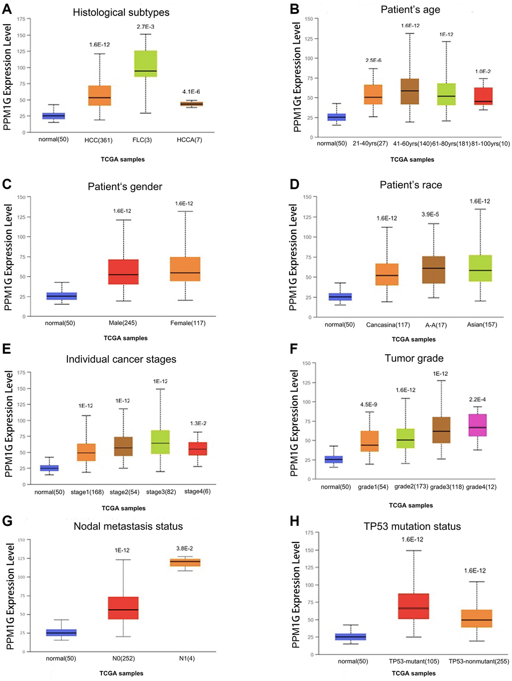 PPM1G transcription level in subgroups of patients with LIHC stratified based on sex, age and other criteria (UALCAN). Box-whisker plots showing PPM1G expression in LIHC (different color plots) and normal (blue plots) tissues in patient subgroups based on (A) histological subtype, (B) patient age, (C) patient sex, (D) patient race, (E) individual cancer stage, (F) tumor grade, (G) nodal metastasis status, and (H) TP53 mutation status.