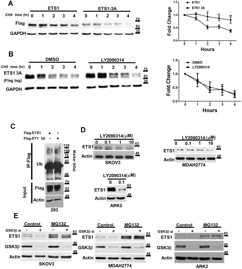 GSK3β regulates the stability of ETS1. (A) Flag-ETS1 and Flag-ETS1-3A were overexpressed in 293 cells and harvested at the reported time points in presence of cycloheximide (CHX). Flag-ETS1 and Flag-ETS1-3A protein levels were analyzed using an anti-Flag antibody. Endogenous GAPDH was used as a loading control, followed by normalization with an anti-GAPDH antibody. Fold changes in Flag-ETS1 or Flag-ETS1-3A protein levels are plotted in the right panel. Results are means ± standard errors of the mean from three independent experiments. *p B) Flag-ETS1-3A were overexpressed in 293 cells and pre-treated with vehicle control or LY2090314 (0.1μM) for 1 h, finally harvested at the reported time points in the presence of cycloheximide (CHX). (C) Flag-ETS1 and Flag-ETS1-3A were overexpressed in 293 cells and harvested after treatment with MG132 (10 μM) for 5 h. Flag-ETS1 and Flag-ETS1-3A were precipitated with an anti-Flag antibody, whereas ubiquitin-bound proteins were detected with an anti-ubiquitin antibody. An Anti-Flag served as an input control and specific antibodies were used to detect Flag-ETS1, Flag-ETS1-3A, and actin. (D) The specific GSK3β inhibitor LY2090314 promoted ETS1 protein degradation. Ovarian cancer cells (SKOV3 and MDAH2774) and endometrial cancer cells (ARK2) were starved in OPTI-MEM medium in presence of the reported LY2090314 concentration for 24 h. Endogenous ETS1 and actin were analyzed with western blot using specific antibodies. (E) Ovarian and endometrial cancer cells were transfected with GSK3β siRNA for 72 h, and subsequently treated with MG132 (10 μM) or a vehicle for 5 h. ETS1, GSK3β, and actin protein levels were examined with western blot.