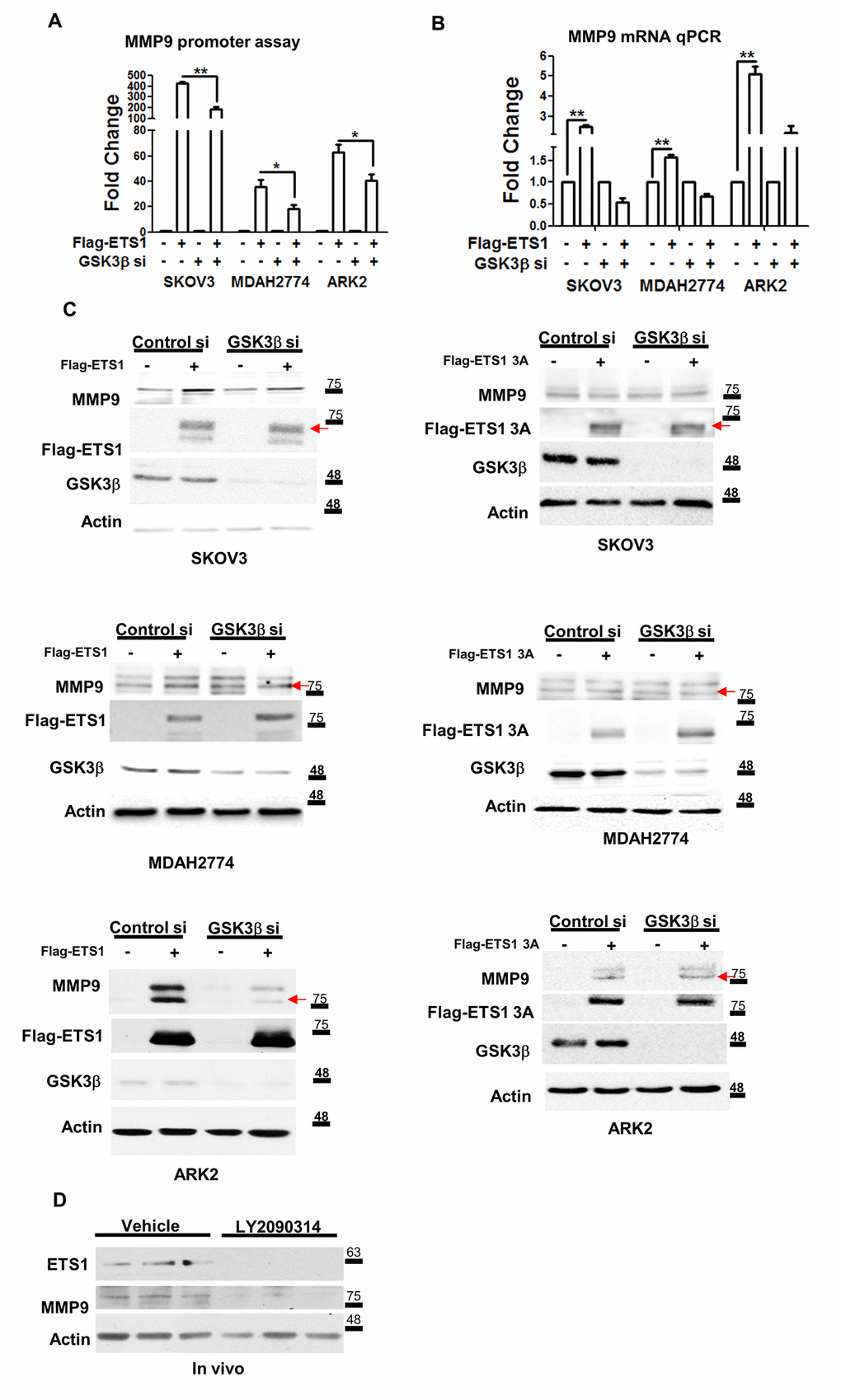 ETS1 activates MMP-9 expression in presence of GSK3β. (A) The MMP-9 promoter-luciferase construct was co-transfected with a control vector (labeled as “-” at the bottom of the figure) and Flag-ETS1 in presence or absence of the GSK3β si in SKOV3, MDAH2774 and ARK2cells. (B) MMP-9 mRNA was detected with qPCR in overexpressing Flag-ETS1 or control vector cells in presence or absence of the siGSK3β. The MMP-9 promoter activity (A) and qPCR results (B) in cells transfected with the control vector (Flag-control and si-control) cells were set at 1. Results shown are the mean ± standard errors of the mean from three independent experiments. (C) Induction of MMP-9 by Flag-ETS1 (left panel) or Flag-ETS1 3A (right panel), was suppressed in cells in which the GSK3β expression was knocked-down for 72 h, and subsequently treated with MG132 (10 μM) for 5 h. The red arrows indicate the Flag-ETS1, Flag-ETS13A and mature MMP9. (D) ETS1 and MMP-9 expression in tumors from mice treated with vehicle or LY2090314 (10 mg/kg) twice a week for four weeks. Protein levels of ETS1, MMP-9, and actin were determined by western blot. Asterisks denote statistical significance (*p 