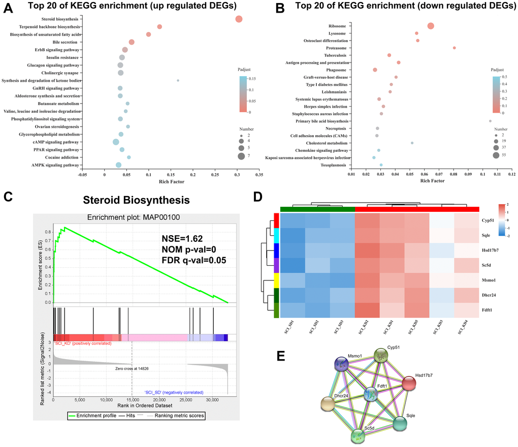 Enrichment analysis of DEGs in the SCI