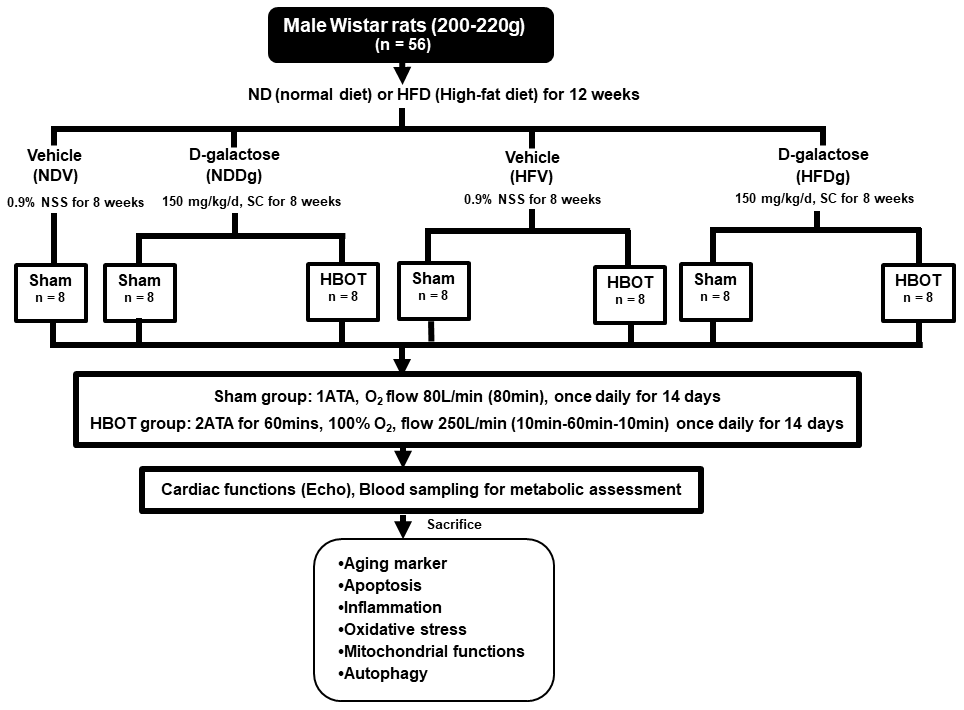 Study design. Fifty-six Wistar rats were fed normal diet or high-fat diet for 12 weeks. For subsequent 8 weeks, they were subcutaneously injected either vehicle (0.9% normal saline) or D-gal (150mg/kg/day). Rats were randomly subdivided into 7 groups at week 21: sham-treated (normal diet fed rats with vehicle (NDV), high-fat diet fed rats with vehicle (HFV), normal diet fed rats with D-gal (NDDg), high-fat diet fed rats with D-gal (HFDg)) and HBOT-treated (HFV, NDDg, HFDg). Sham rats received ambient pressure of oxygen while HBOT-treated ones received 100% oxygen given once daily for 60 minutes at 2 ATA. ND, normal diet; HFD, high-fat diet; SC, subcutaneous; NSS, normal saline; NDV, normal diet fed rats with vehicle; NDDg, normal diet fed rats with D-gal; HFV, high-fat diet fed rats with vehicle; HFDg, high-fat diet fed rats with D-gal, ATA, atmosphere absolute; HBOT, hyperbaric oxygen therapy.