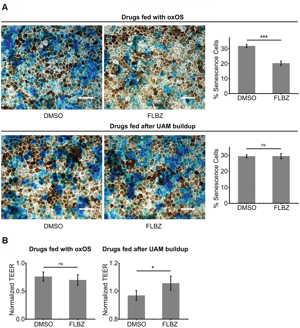 FLBZ alleviates UAM-induced senescence and tight-junction disruption. (A) (Top) FLBZ reduces senescence when fed concurrently with oxOS during UAM accumulation. (Bottom) FLBZ is unable to reverse established senescence induced by already accumulated UAM. FLBZ is fed daily together with oxOS for 20 days in a month (top) or after one month of 20 oxOS feedings to induce UAM buildup (bottom). DMSO as vehicle control. Senescence measured by β-galactosidase activity (blue). Scale bar: 50 μm. n=6. (B) While FLBZ does not reduce senescence when added to culture after UAM accumulation has already occurred, it does improve RPE cell health, as assessed by tight-junction integrity (TEER measured after 20 FLBZ feedings) (right). Left graph n=6, right graph n=12. ns p > 0.05, *p 