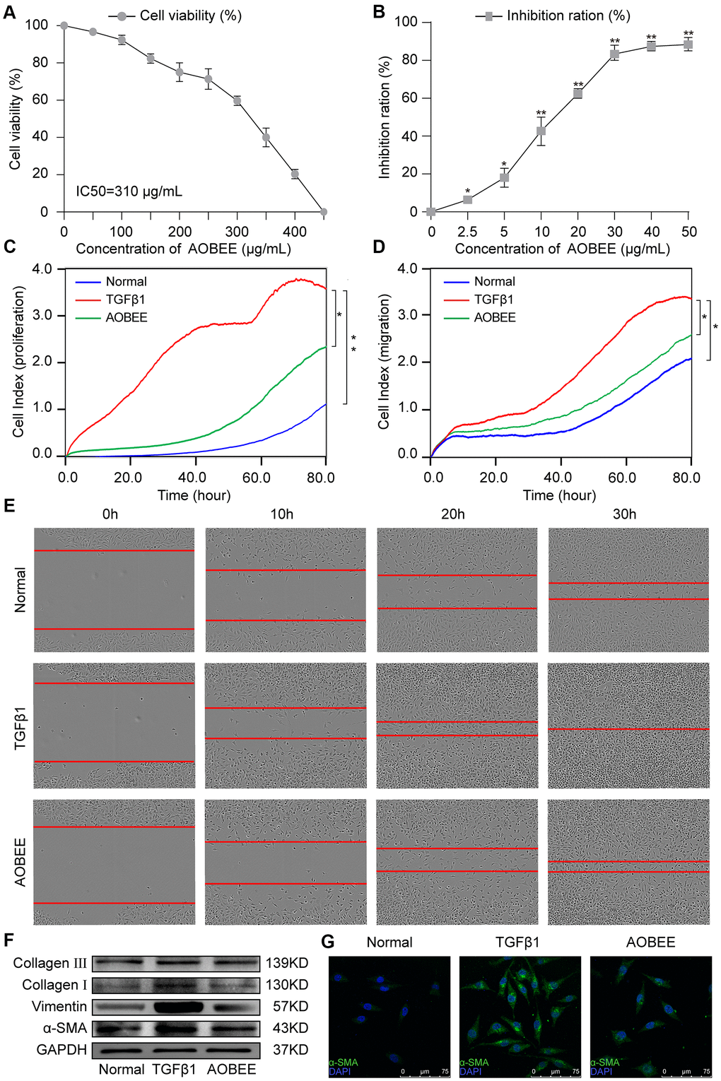 AOBEE cytotoxicity and anti-pulmonary fibrosis in vitro. (A) CCK-8 was used to test AOBEE toxicity in normal L929 cells. IC50 was approximately 310 μg/mL. (B) Inhibition of AOBEE on TGFβ1-treated cells in a dose-dependent manner. AOBEE had a significant inhibitory effect at a concentration of 10 μg/mL. (C) L929 cells were first administered with 5 ng/mL of TGFβ1 for 72 h and then cotreated with 24 μg/mL AOBEE. Using an xCELLigence RTCA instrument, the proliferation curves showed that AOBEE inhibited the activated-fibroblast proliferation compared with those in the TGFβ1 treatment group. (D) The migration curves revealed that AOBEE significantly repressed the activated-fibroblast migration compared with those in the TGFβ1 treatment group. (E) Images automatically monitored by an IncuCyte S3 instrument confirmed that AOBEE slowed the migration of activated fibroblasts at different time points. (F) AOBEE substantially reduced the expression of related fibrotic proteins including α-SMA, vimentin, and collagen I and III. (G) The immunofluorescence images showed that the TGFβ1-treated fibroblasts were spindle-shaped and had increased α-SMA. AOBEE improved cell state and reduced α-SMA expression. Each bar represents the mean ± SD (n = 6; *p 