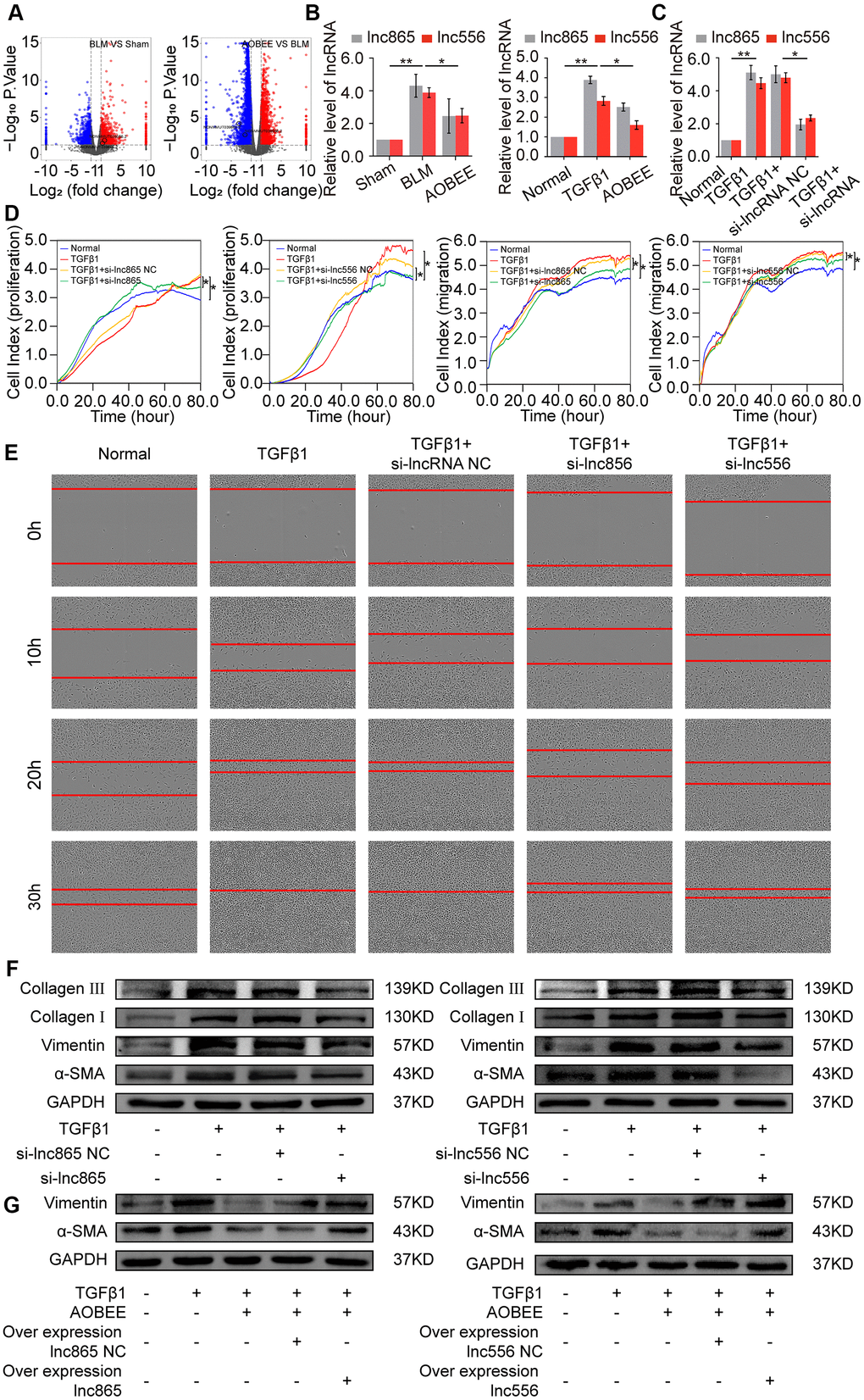 Inhibition of AOBEE on lnc865 and lnc556. (A) RNA sequencing demonstrated the differently expressed RNA transcriptions in BLM group compared with those in sham group (left), and in AOBEE + BLM group compared with those in BLM group (right). Lnc865 and lnc556 upregulated in BLM group compared with those in sham group, and downregulated in AOBEE + BLM group compared with those in BLM group. (B) qRT-PCR confirmed that BLM caused a marked increase of lnc865 and lnc556 expression, whereas AOBEE caused a marked decrease of their expression in BLM-treated mice and TGFβ1-induced L929 cells. (C) The efficacy of knockdown with si-lnc865 and si-lnc556 was examined through qRT-PCR. (D) The real-time cell proliferation and migration experiments indicated that si-lnc865 and si-lnc556 inhibited the proliferation and migration of cells activated by TGFβ1. (E) Images automatically monitored by an IncuCyte S3 instrument showed that si-lnc865 and si-lnc556 repressed the migration of L929 cells activated by TGFβ1 at different time points. (F) Expression levels of collagen, vimentin, and α-SMA were downregulated in the si-lnc865 and si-lnc556 groups compared with the TGFβ1-treated group. (G) The results of rescue experiment showed that AOBEE treatment reduced the expression of α-SMA, vimentin. Overexpression of lnc865 and lnc556 reversed this treatment effect. Each bar represents the mean ± SD, n = 6; *p 