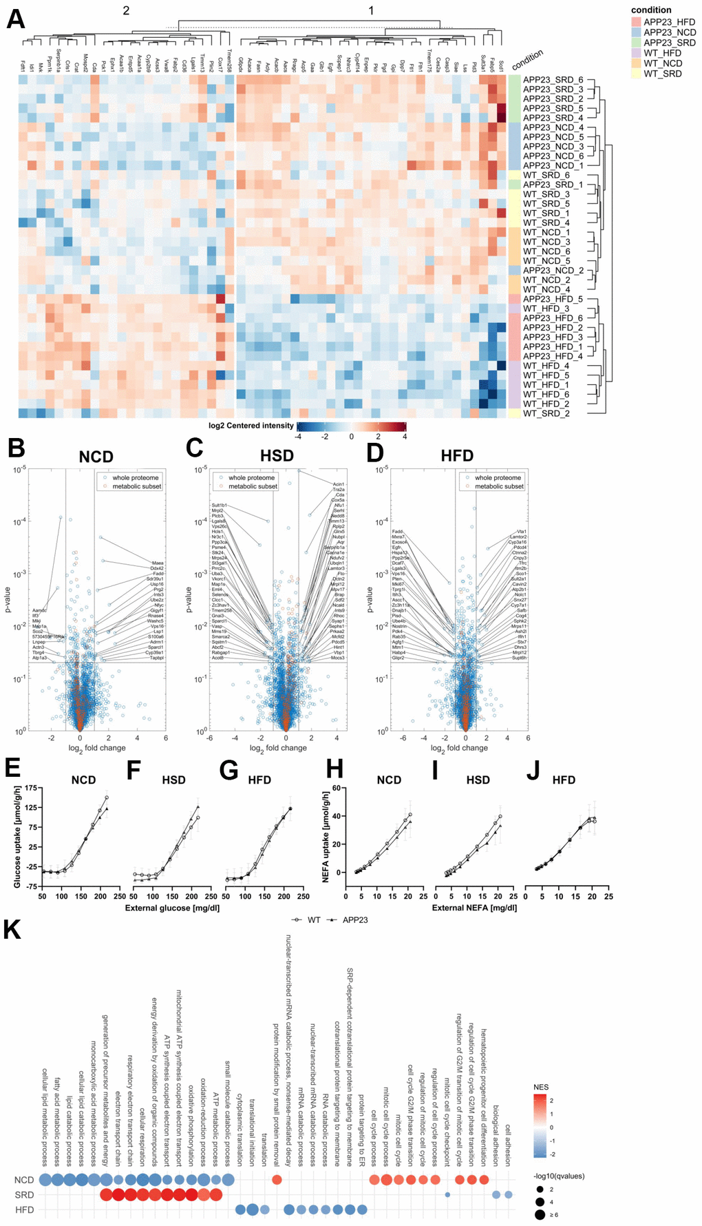 Proteome analyses of liver tissue. (A) Heatmap of differentially regulated proteins (B–D) Volcano plots of APP23 versus WT mice within each diet. (E–G) Simulated hepatic glucose tolerance of APP23 versus WT mice within each diet. (H–J) Simulated hepatic NEFA tolerance of APP23 versus WT mice within each diet. (K) GSEA of APP23 versus WT mice within each diet. (B, E, H) NCD; (C, F, I) HSD; (D, G, J) HFD. n=6 each.