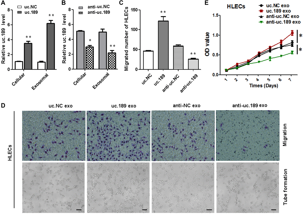 ESCC-secreted exosomal uc.189 promotes lymphangiogenesis. (A) Relative uc.189 levels in EC9706 stably transfected with overexpression and negative control were detected verifiably by qRT-PCR in cells and exosomes. (B) Cellular and exosomal uc.189 levels after transfected with silencing of uc.189 and negative control lentivectors in EC9706 were detected by qRT-PCR. (C–D, upper panel) Migration assay of HLECs was treated previously with indicating exosomes. The average number of migrated cells was calculated under a light microscope. (D, lower panel) Tube formation assay in HLECs pretreated with indicated exosomes are shown. The average length of tubes per field was calculated. (E) CCK-8 proliferation assay in HLECs pre-treated with the indicated exosomes. Error bars represent the mean ± SD of three independent experiments. *P **P 