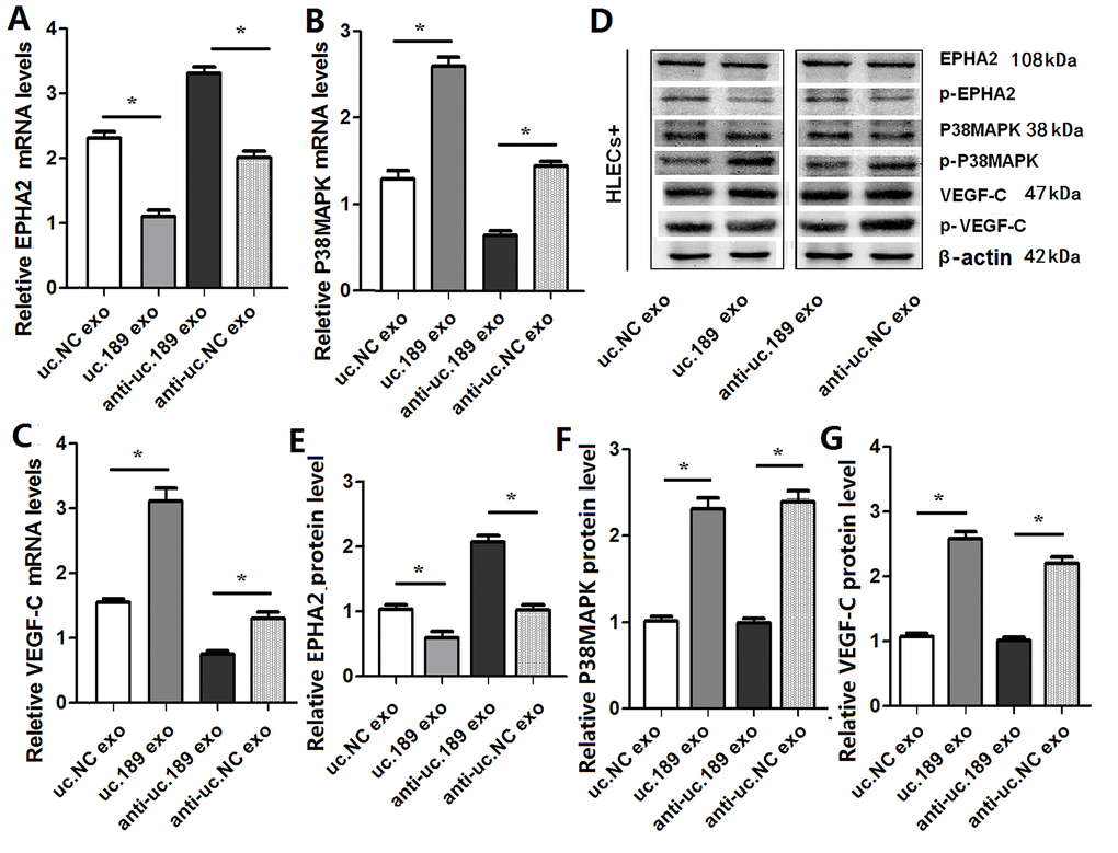 Exosomal uc.189 activated EPHA2/P38MAPK/VEGF-C pathways in HLECs. (A) mRNA levels of EPHA2 were detected in HELCs of exosomal uc.189-overexpressing or exosomal uc.189-knockdown compared with the negative control (NC) by qRT-PCR. (B) mRNA levels of P38MAPK were detected in HELCs of exosomal uc.189-overexpressing or exosomal uc.189-knockdown compared with NC by qRT-PCR. (C) mRNA levels of VEGF-C were detected in HELCs of exosomal uc.189-overexpressing or exosomal uc.189-knockdown compared with NC by qRT-PCR. (D–F) Protein levels of EPHA2, P38MAPK, and VEGF-C were detected in HELCs of exosomal uc.189-overexpressing or exosomal uc.189-knockdown compared with NC by western blot. Error bars represent the mean ± SD of three independent experiments. *P 