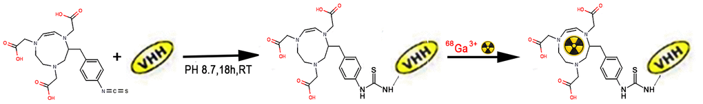 Chemical structure of 68Ga-NOTA-Nb109. RT, room temperature. VHH, stands for Nb109.