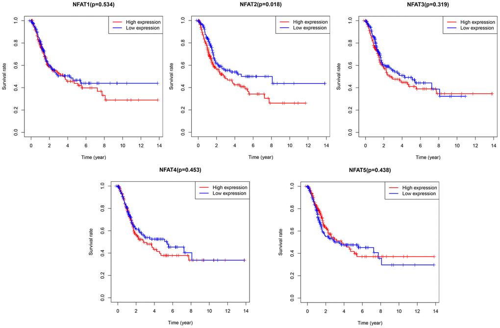 Prognostic value of NFAT members in BLCA patients. Kaplan-Meier survival curves for OS of BLCA patients with expression of NFAT1, NFAT2, NFAT3, NFAT4 and NFAT5.