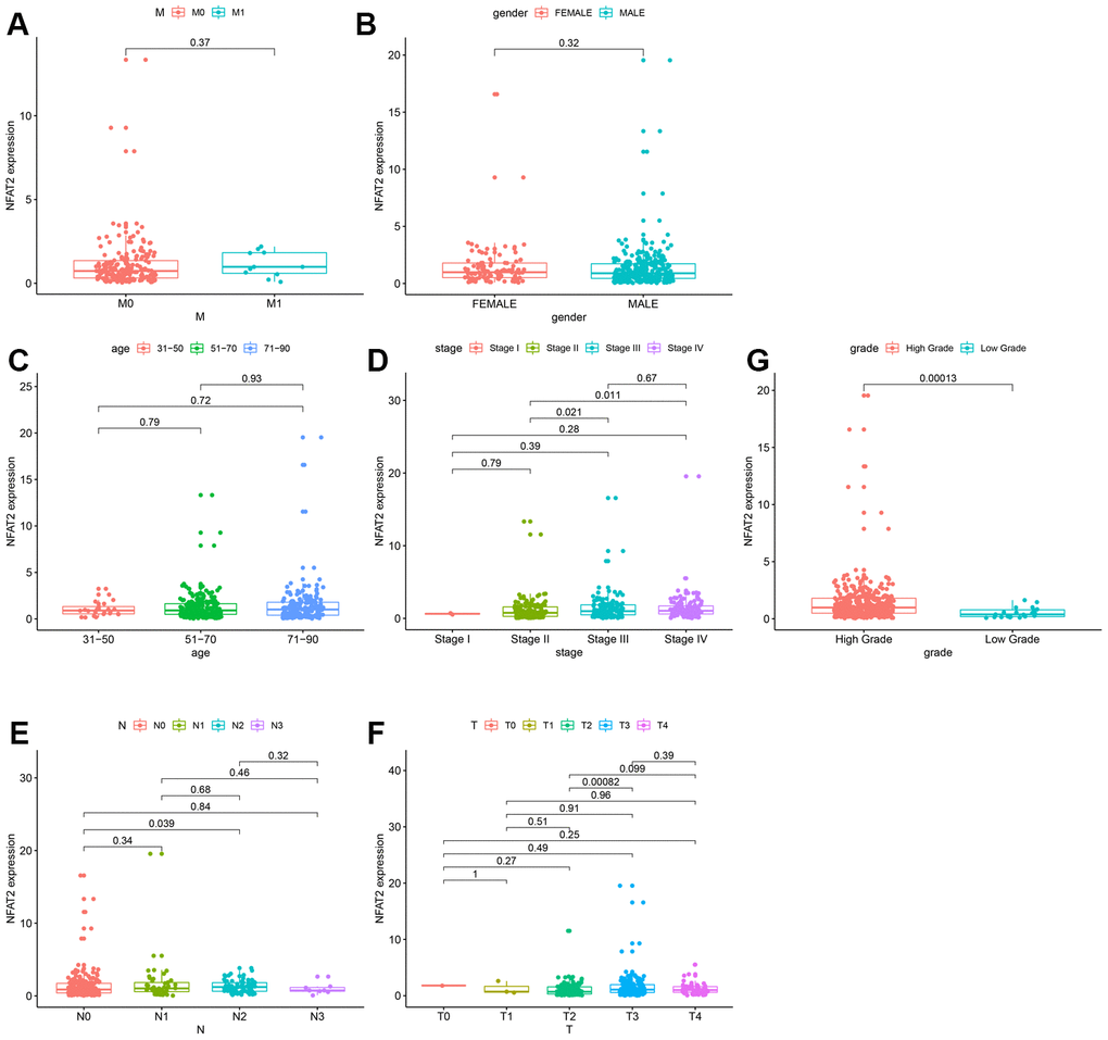 Expression of NFAT2 in BLCA patients with different clinical and pathological features. Kaplan-Meier survival curves for OS of BLCA patients and clinical factors. (A) M Stage. (B) Gender. (C) Age. (D) Stage. (E) N Stage. (F) T Stage. (G) Grade Stage.