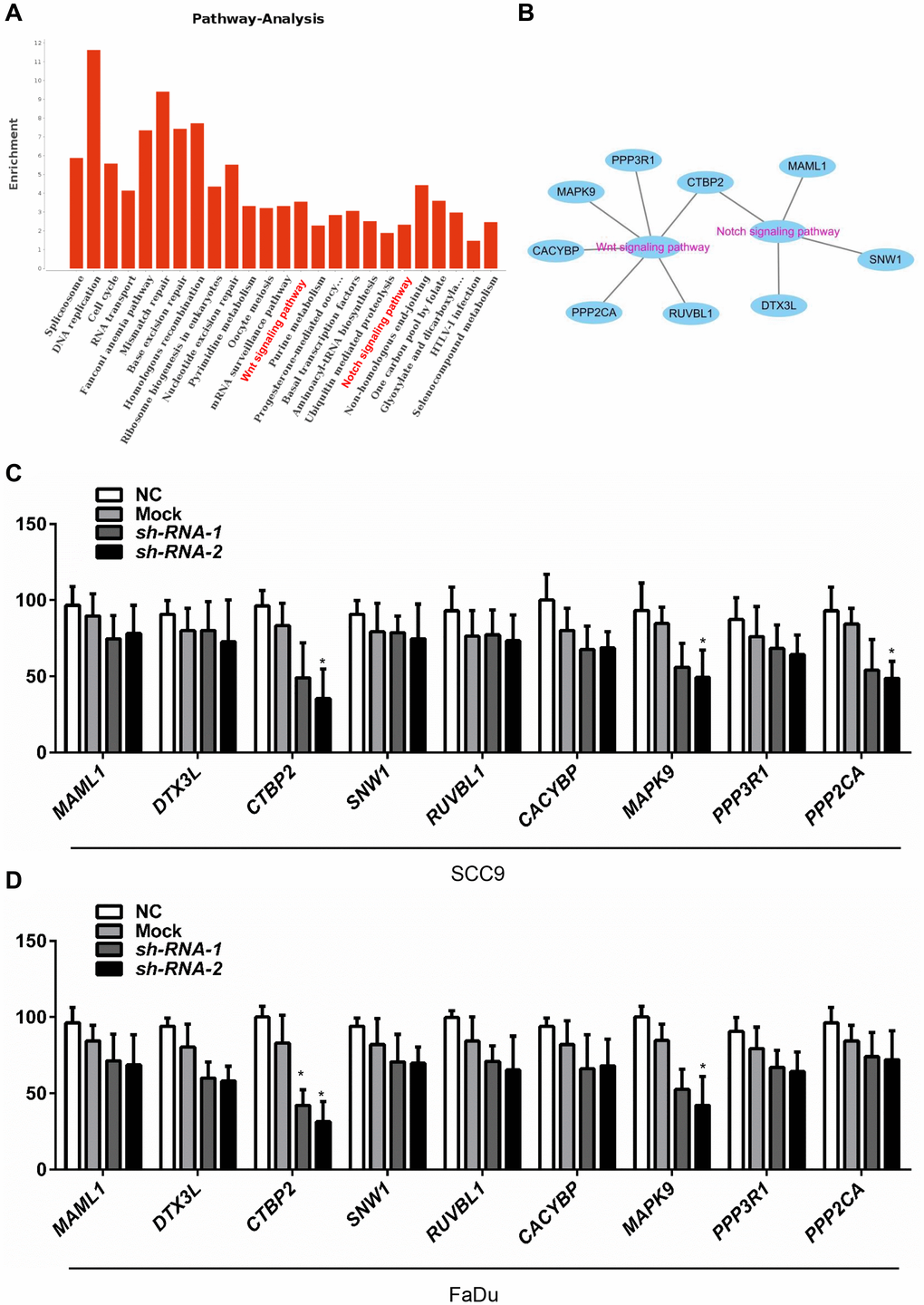 MELK is positively correlated with the Notch and Wnt signalling pathways. The essential enriched pathways of the MELK-correlated genes classified by KEGG analysis through DAVID (A and B). SCC4 (C) and Fadu (D) cells were transfected by shMELK, and Wnt/Notch signalling pathway-related gene expression was measured. **P 