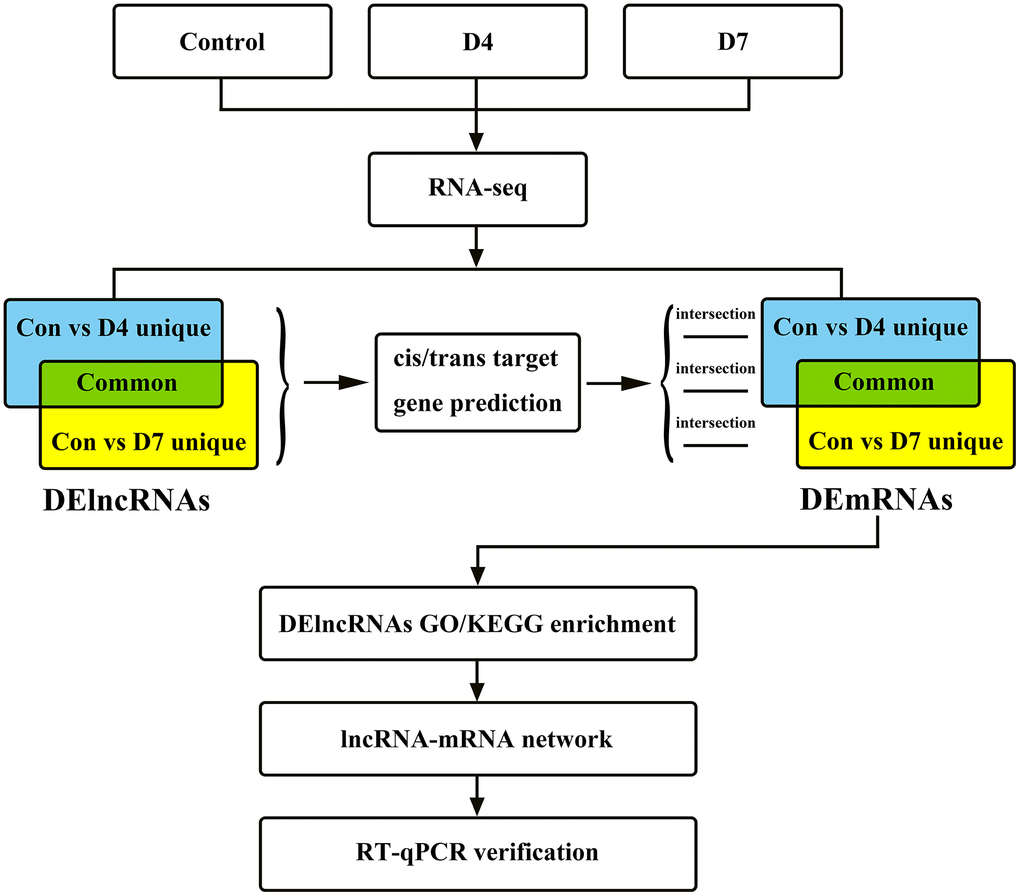 The research flow chart of the integrated analysis of lncRNAs and mRNA expression profiles in early stage of post-peripheral nerve injury in Sprague-Dawley rats.