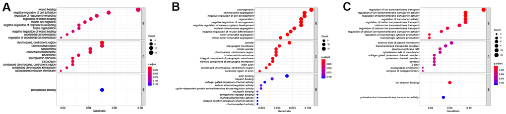 GO enrichment of differentially expressed lncRNAs. (A) GO enrichment of DElncRNAs unique to the control vs D4 group. (B) GO enrichment of common DElncRNAs shared by the control vs D4 and control vs D7 groups. (C) GO enrichment of DElncRNAs unique to the control vs D7 group.