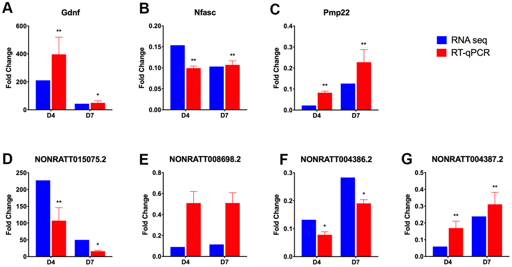 RT-qPCR verification of selected differentially expressed lncRNAs and mRNAs. Three lncRNA-mRNA interaction pairs were selected from the lncRNA-mRNA network constructed in axongenesis GO term, and their expression, expressed as fold change value compared with control group (omitted), were verified using RT-qPCR (red bar). The lncRNA-mRNA pairs selected are Gdnf (A) and NONRATT015075.2 (D); Nfasc (B) and NONRATT008698.2 (E); Pmp22 (C), NONRATT004386.2 (F) and NONRATT004387.2 (G). And the results were compared with those obtained from RNA-seq (blue bar). Statistically significant values are presented as asterisks (*), *P 