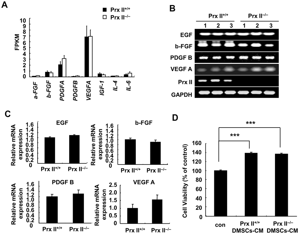 Expression of cell-growth factors in DMSCs. (A) Fragments per kilobase of transcript per million mapped reads values obtained by RNA-sequencing analysis. (B, C) Relative expression levels of four genes in DMSCs with and without Prx II expression, as determined by RT-PCR, are shown. (D) Proliferation of dermal fibroblasts after treatment with Prx II+/+ DMSC-CM or Prx II−/− DMSC-CM. ***p 