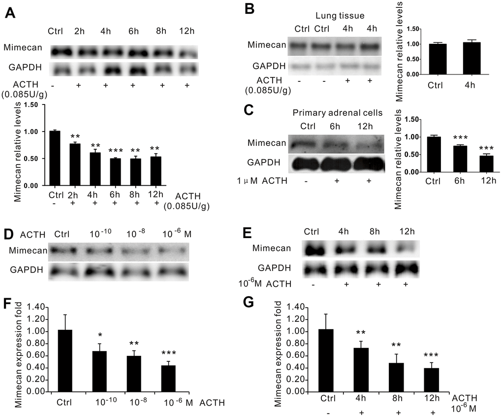 Inhibition of mimecan expression in time- and dose-dependent manners by ACTH administration. (A) Mimecan mRNA expression was detected by Northern blot analysis in the adrenal glands of C57BL/6 male mice after intraperitoneal injection of adrenocorticotropic hormone (ACTH; 0.085 U/g; 12 mice per group for each time point), showing the significant time-dependent decline in the ACTH injecting group compared with the control group that was not injected. (B) No change in mimecan expression was observed in the lung tissue after ACTH dosing. (C) Northern blot analysis showing that the expression of mimecan in cultured primary adrenal cells decreased at various time points after the administration of 1 μM ACTH (6 or 7 mice for each time point). (D, E) Northern blot analysis showing ACTH-induced dose-dependent (D) and time-dependent (E) inhibition of mimecan mRNA in Y-1 cells. The ACTH dose in (E) was 10-6 M. Y-1 cells were serum-deprived overnight before the addition of ACTH. (F, G) Realtime PCR showing ACTH-induced dose-dependent (F) and time-dependent (G) inhibition of mimecan mRNA in Y-1 cells. Relative mimecan mRNA levels were normalized to GAPDH mRNA expression and compared with untreated controls. Data information: *ppp