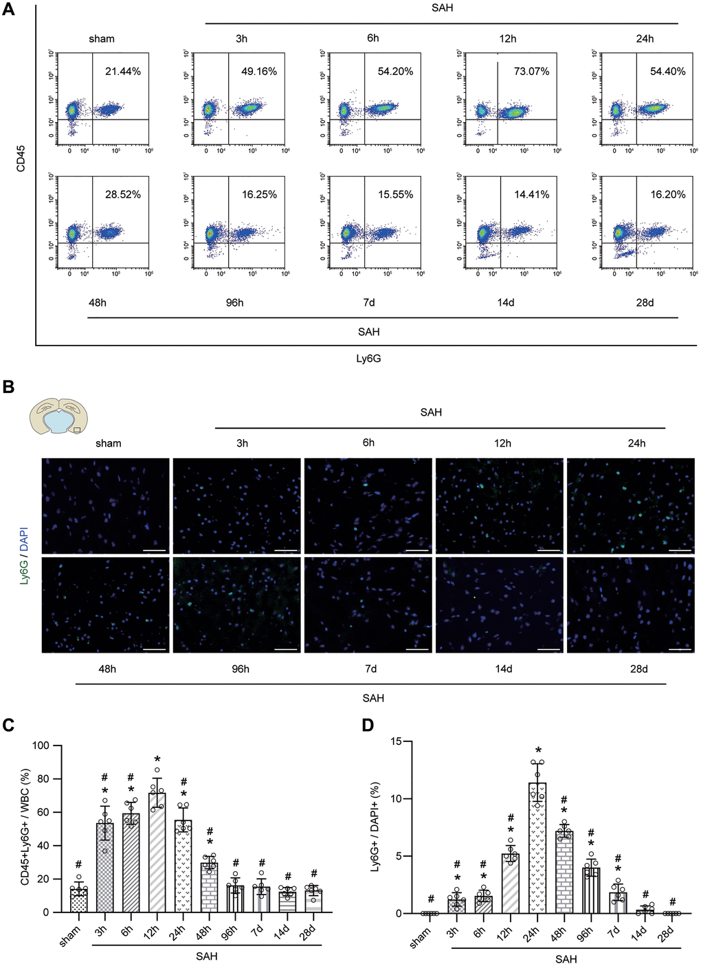 Temporal patterns of neutrophils in peripheral blood and brain after SAH. (A) Representative FACS of blood from sham or SAH mice in different temporal patterns and the percentage of PMNs. (B) Representative photographs of immunofluorescence staining showing neutrophils with Ly6G (green) in cortex from sham or SAH mice in different temporal patterns. (C) Quantitative analyses of the percentage of PMNs from blood in different temporal patterns. n = 6/group. *p #p D) Quantitative analyses of the percentage of neutrophils from cortex in different temporal patterns. n = 6/group. Scale bar = 50 μm. *p #p 