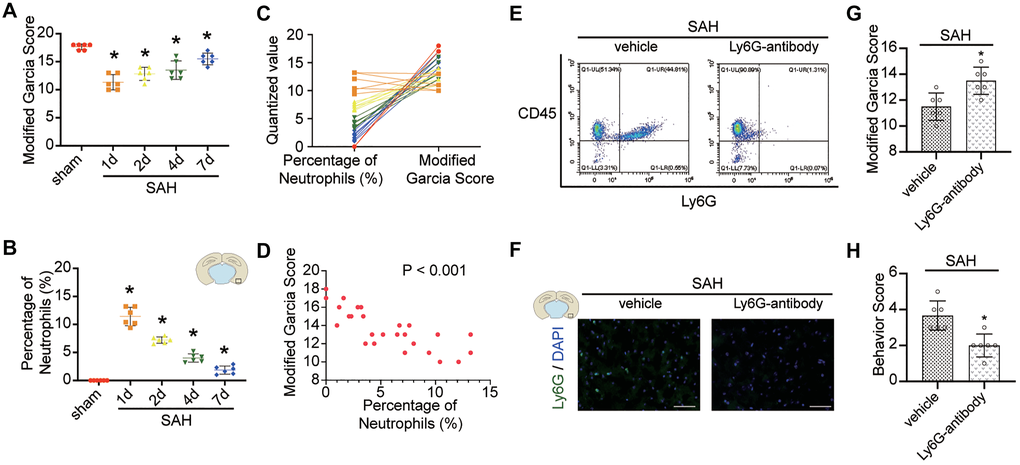 Effect of neutrophils in brain after SAH. (A) Modified Garcia Score from sham or SAH mice in different temporal patterns. (B) Quantitative analyses of the percentage of neutrophils from cortex in different temporal patterns. n = 6/group. *p C) One to one correspondence diagram of Modified Garcia Score and the percentage of neutrophils from cortex. (D) There is a positive correlation between Modified Garcia Score and the percentage of neutrophils from cortex (p E) Representative FACS of blood from SAH mice treated 2 days previously, without or with anti-Ly6G Ab (1A8) and the percentage of PMNs. (F) Representative photograph showed the neutrophils with Ly6G (green) in different groups. n = 5/group. Scale bar = 50 μm. (G) Quantification of Modified Garcia Score at 24 h after SAH. (H) Quantification of Behavior Score at 24 h after SAH. n = 6/group. *P 